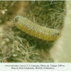 aricia teberdina tcheget larva l1
